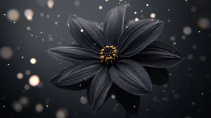 Black Aesthetic Wallpaper thumbnail